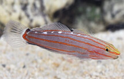 Amblygobius Rainfordi "Court Jester Goby"