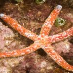 Linckia Multiflora "Red Starfish Multiflora"