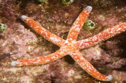 Linckia Multiflora "Red Starfish Multiflora"