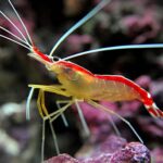 Lysmata Amboinenis "Skunk Cleaner Shrimp"