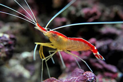 Lysmata Amboinenis "Skunk Cleaner Shrimp"