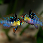 Microgeophagus Ramirezi "Blue Ramirezi"