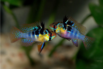 Microgeophagus Ramirezi "Blue Ramirezi"