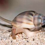 Nassarius Distortus "Nassarius Shell"
