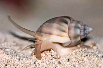 Nassarius Distortus "Nassarius Shell"