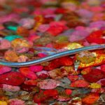Acanthophthalmus semicinctus, Pangio semicincta "Neon Kuhlii Loach"