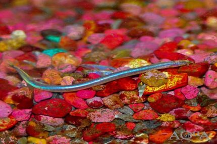 Acanthophthalmus semicinctus, Pangio semicincta "Neon Kuhlii Loach"