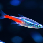 Paracheirodon innesi "Neon Tetra"