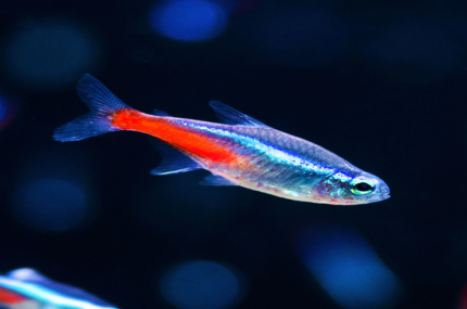 Paracheirodon innesi "Neon Tetra"