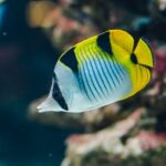 Chaetodon Falcula "Saddled Butterfly"