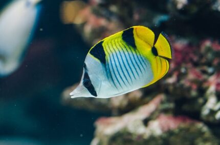 Chaetodon Falcula "Saddled Butterfly"