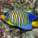 Pygoplites Diacanthus "Regal Angel"