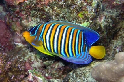 Pygoplites Diacanthus "Regal Angel"