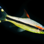 Puntius denisonii “Rose Line Barb”