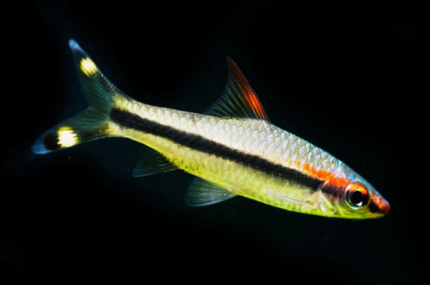 Puntius denisonii “Rose Line Barb”