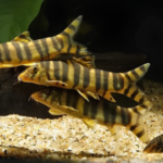Botia Udomritthiruji "Emperor Loach"