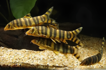 Botia Udomritthiruji "Emperor Loach"