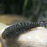 Gastromyzon Viriosus "Borneo Sucker Fish"