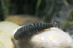 Gastromyzon Viriosus "Borneo Sucker Fish"