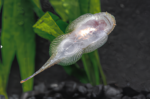 Gastromyzon Mix - Image 2