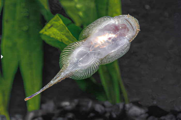 Gastromyzon Mix - Image 2