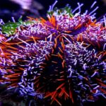 Tripneustes Gratilla "Blue/Red Tuxedo Urchin"
