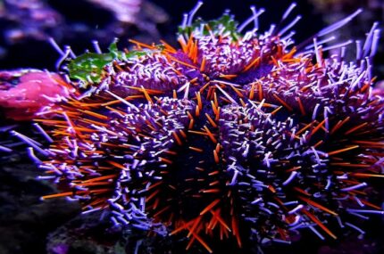 Tripneustes Gratilla "Blue/Red Tuxedo Urchin"