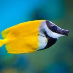 Siganus Vulpinus "Foxface fish"