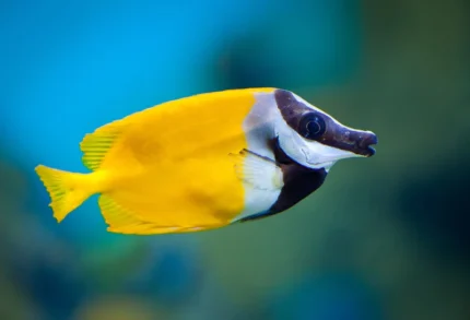 Siganus Vulpinus "Foxface fish"