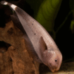 Apteronotus albifrons "Golden Ghost"