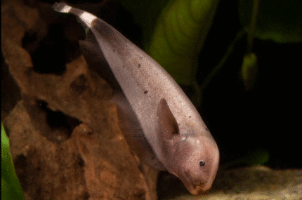 Apteronotus albifrons "Golden Ghost"