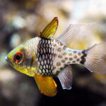 Sphaeramia Nematoptera "Polkadot Cardinalfish"