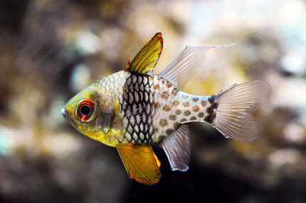 Sphaeramia Nematoptera "Polkadot Cardinalfish"