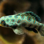 Synchiropus Picturatus "Psychedelic Fish"