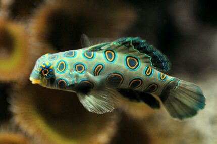 Synchiropus Picturatus "Psychedelic Fish"
