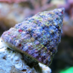Tectus Fenestratus "Pyramid/Turban Shell"