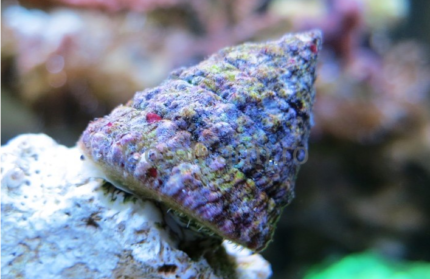Tectus Fenestratus "Pyramid/Turban Shell"