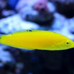 Halichoeres Chrysus "Yellow Coris Wrasse"