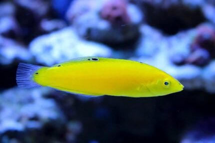 Halichoeres Chrysus "Yellow Coris Wrasse"