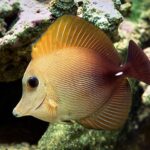 Zebrasoma Scopas "Brown Sailfin Tang"