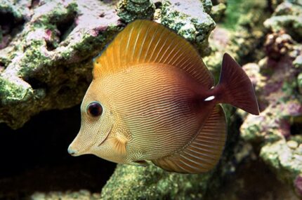 Zebrasoma Scopas "Brown Sailfin Tang"
