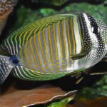 Zebrasoma Desjardinii "Desjardin's Sailfin Tang"