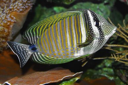 Zebrasoma Desjardinii "Desjardin's Sailfin Tang"