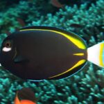 Acanthurus Nigricans "True White faced Surgeon"