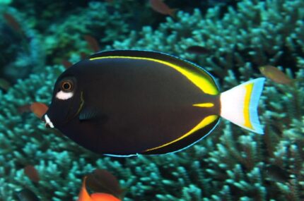 Acanthurus Nigricans "True White faced Surgeon"