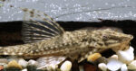 Rineloricaria sp. Colombia
