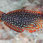 Macropharyngodon Ornatus "Assorted Macro Wrasses"