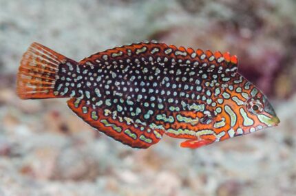 Macropharyngodon Ornatus "Assorted Macro Wrasses"