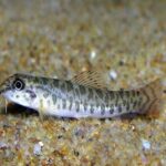 Acanthocobitis Botia "Zipper Loach"