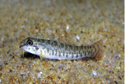 Acanthocobitis Botia "Zipper Loach"